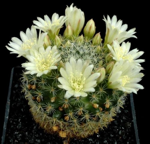 Mammillaria_tezontle